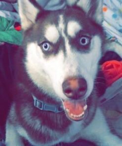 Blueberry Pet Soft & Safe 3M Reflective Neoprene Padded Adjustable Dog Collar - Baby Blue Pastel Color, Medium, Neck 14.5"-20" 55 41yVlbQv1UL 1