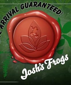 Josh's Frogs Producing Wingless Drosophila Melanogaster Fruit Fly Culture 20 41zi9tuXvL