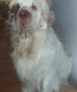 Wellness CORE Healthy Joints Crunchy Dog Treats (Previously Marrow Roasts), Natural Grain-Free Treats, Made with Real Meat, No Artificial Flavors (Beef, 8-Ounce Bag) 61 51 0k91Gb0L