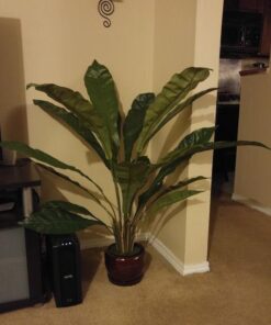 Nearly Natural 6739 Birdsnest Plant, 3.5-Feet, Green 15 51 E7W8JdqL