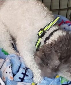 PetYeah Dog Bark Collar-5 Adjustable Sensitivity and Intensity Levels-Dual Anti-Barking Modes-Rechargeable/Rainproof/Reflective -No Barking Control Dog Shock Collar for Small Medium Large Dog 28 51 KDvonLzL