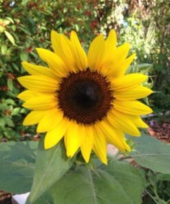 Michigan Peat 40 Pound Garden Magic Compost and Manure with Odor Free Blend and Naturally Moist and Fibrous for Lawn and Garden 40-Pound 11 51 lQhRW6TL