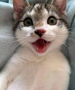 IAMS PROACTIVE HEALTH Healthy Kitten Dry Cat Food with Chicken Cat Kibble, 16 lb. Bag Dry Food 16.00 Pound (Pack of 1) 35 5102MJISL