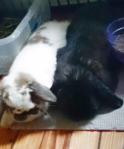 TMT Lavender Flowers Ultra Blue Grade, 1/2 lb 19 510iquztw L