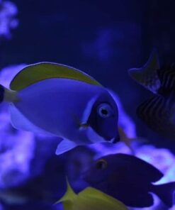 Seachem Cupramine Copper 250ml 1 9 510rIC99wUL