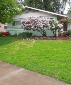 EZ Straw Seeding Mulch with Tack - Biodegradable Organic Processed Straw – 2.5 CU FT Bale (Covers up to 500 sq. ft.), Multi 47 51121aetWmL