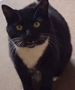 Sheba Wet Food PERFECT PORTIONS Paté Adult Wet Cat Food Trays (24 Count, 48 Servings), Delicate Salmon Entrée, Easy Peel Twin-Pack Trays , 1.32 Ounce (Pack of 48) 1.32 Ounce (Pack of 48) 41 511G6pnSa2L