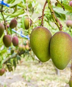 Organic Mango Cheeks, 1.5 Pounds – Dried, Non-GMO, Kosher, Unsulphured, Unsweetened, Bulk 13 511MGu vL