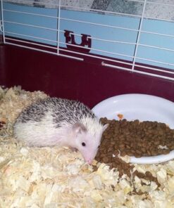 Natural Balance Original Ultra Chicken Meal & Salmon Meal Formula Dry Cat Food, 6 lbs. 6 Pound (Pack of 1) 13 511arfjhRL