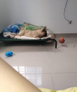 Coolaroo Gale Pacific The Original Cooling Elevated Dog Bed, Indoor and Outdoor, Large, Brunswick Green, 51.00" x 31.50" x 8.00" 51.0"L x 31.5"W x 8.0"Th 41 511bSdCedzL