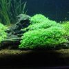 Potted Dwarf Baby Tears Aquarium Live Plant 34 511cJ6SdNKL