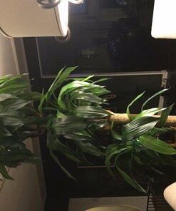 Nearly Natural - 6584 62in. Corn Stalk Dracaena Silk Plant (Real Touch), 24" x 28" x 62", Green artificial plant 59 5128mWV6laL