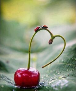 Sports Research Tart Cherry Concentrate - Made from Montmorency Tart Cherries - Non-GMO & Gluten Free (60 Liquid Softgels) 34 512Hl2l4soL