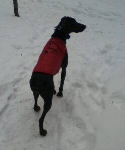 Kurgo Loft Dog Jacket, Reversible Dog Coat, Wear with Harness or Sweater, Water Resistant, Reflective, Winter Coat For Medium Dogs (Chili Red, M) Chili Red/Charcoal 45 512MhYC3QnL