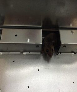 Victor M310S Tin Cat Multi-Catch Live Mouse Trap - Indoor and Outdoor Humane Catch and Release 1 Trap 30 513KgNLmSBL