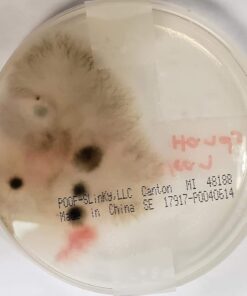 Scientific Explorer Disgusting Science Kit 31 514BRAEU02L