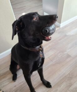 KONG - Extreme Dog Toy - Toughest Natural Rubber, Black - Fun to Chew, Chase and Fetch - for XX-Large Dogs XXL Standard Packaging 53 514alpKHj9L