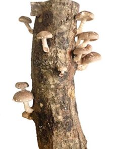 Alternative view of 12" Shiitake Mushroom Log Grow Gourmet Mushrooms Grow in Your Garden
