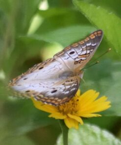 NIKON AF-S DX NIKKOR 55-200mm f/4-5.6G ED VR II Lens - White Box (New) Base 27 514sWWGGM4L