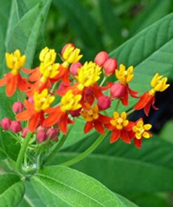 Bloodflower Milkweed - Asclepias curassavica - 80 Seeds, 1/2 Gram - B212 8 514uKkOk59L