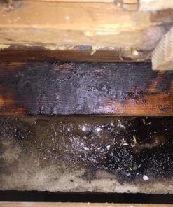 Nature's Miracle Advanced Formula Severe Stain & Odor Remover 18 51596OwAkfL