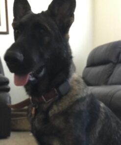 Whistle 3 / GPS Pet Tracker & Activity Monitor / Grey 64 515EIxRu2CL