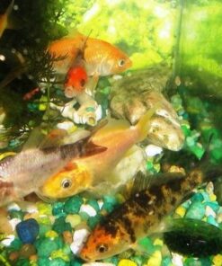 Tetra Goldfish Flakes, Nutritionally Balanced Diet For Aquarium Fish, Vitamin C Enriched Flakes, 4.52 lbs oz 37 516MDyTwtAL