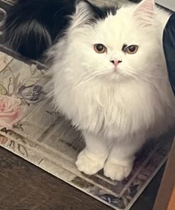 Royal Canin Persian Breed Adult Dry Cat Food, 7 lb bag 7 Pound (Pack of 1) 46 5174fnAbCQL