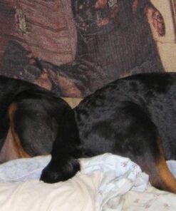 Purina Pro Plan High Protein, Digestive Health Large Breed Dry Dog Food, Chicken and Rice Formula - 34 Lb. Bag Chicken & Rice 34.00 Pound (Pack of 1) 36 517JIxKZx7L