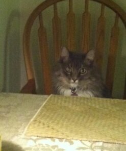 Natural Balance Limited Ingredient Adult Grain-Free Dry Cat Food, Chicken & Green Pea Recipe, 10 Pound (Pack of 1) 10.00 Pound (Pack of 1) 23 517cCqHKGL