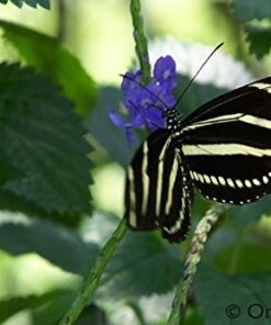 Onalee's Seeds Blue Porterweed, Stachytarpheta urticifolia, Seeds. Butterfly Magnet! Direct from The Grower in The USA! (24+ Seeds) 10 517oqzM1fqL