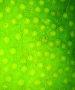 Wireless Digital Microscope, Skybasic 50X-1000X Magnification WiFi Portable Handheld Microscopes with Adjustable Stand HD USB Microscope Camera Compatible with iPhone Android iPad Windows Mac Computer Black 56 517pNPsd9iL