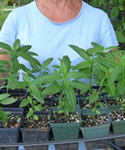 Bloodflower Milkweed - Asclepias curassavica - 80 Seeds, 1/2 Gram - B212 9 51851pSEQOL