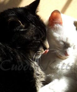 FELIWAY Classic Cat Calming Pheromone Travel Spray (20 mL) 1.8"L x 1.8"W x 3.8"Th 26 5189H7YX1YL