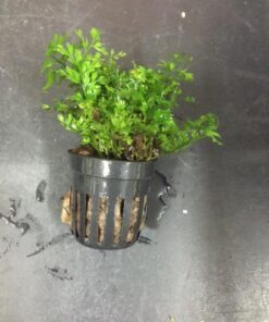 Bolbitis Difformis Baby Leaf Fern Potted Live Aquarium Plants for Freshwater Fish Tank by Greenpro 31 518MbjEuQNL