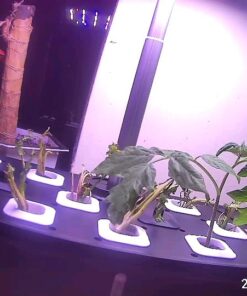 Indoor Garden Hydroponics Growing System, DUESI Upgrade 12 Pods Plant Germination Herb Kit with LED Grow Light, Hydrophonic Planter Grower Harvest Vegetable Lettuce for Hydroponic Gardeners (12 Pods) 36 518qld w4gL