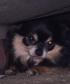 Tile Mate (2016) - 4 Pack - Discontinued by Manufacturer 30 518taa yhXL