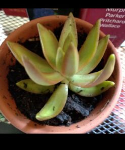 FATPLANTS 10 Living Succulent Cuttings 65 518zsw7xbtL