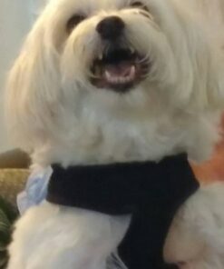 Swanson White Premium Chunk Canned Chicken Breast in Water, Fully Cooked Chicken, 4.5 OZ Can (Case of 24) Original 4.5 OZ Can (Case of 24) 13 5197nW5sRDL