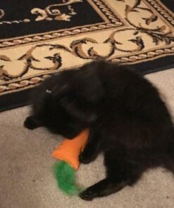 OurPets 100-Percent North American Catnip Filled Carrot Cat Toy 24 Karat OurPets 100-Percent Premium North- American Grown Cosmic Catnip Cat Toy 38 519bsvSPPL