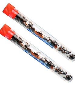 Alternative view of Live Ant Farm Ants Shipped Now: Ant Farm Kit Refill for Girls: Double Order 50 Live Ants