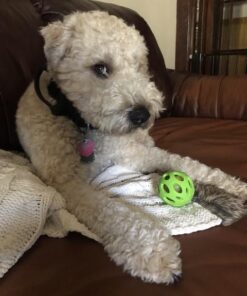 JW Pet Crackle Heads Crackle Ball, Small 26 51A7TbrF2xL