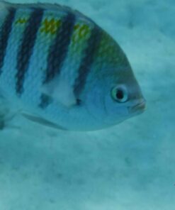 Fujifilm FinePix XP80 Waterproof Digital Camera with 2.7-Inch LCD (Yellow) Yellow 117 51AklrZlHYL