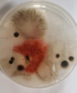 Scientific Explorer Disgusting Science Kit 32 51As7elyT0L