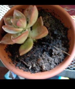 FATPLANTS 10 Living Succulent Cuttings 66 51AwiaH8U1L