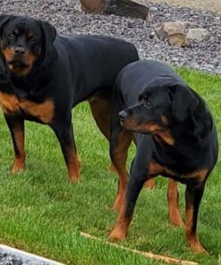 Purina Fortiflora Probiotics for Dogs, Pro Plan Veterinary Supplements Powder Probiotic Dog Supplement ,30 Count (Pack of 1) Powder Sachets 30 Count (Pack of 1) 33 51AylNJ1AkL 1