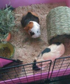 Oxbow Animal Health Timothy Hay Tunnel 22 51B RPvggL