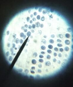 AmScope M150C-I 40X-1000X All-Metal Optical Glass Lenses Cordless LED Student Biological Compound Microscope 56 51BBGMaJUL