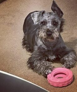 KONG Puppy Tires - Durable Puppy Chew Toy - Soft Rubber Treat Toys for Puppies & Dogs - Stuffable Dog Chew Toy - Puppy Teething Toy for Fetch & Mental Enrichment - Tire Chew Toy - Medium/Large Puppies 33 51BGGoTbgAL