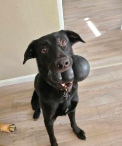 KONG - Extreme Dog Toy - Toughest Natural Rubber, Black - Fun to Chew, Chase and Fetch - for XX-Large Dogs XXL Standard Packaging 52 51BIoqbrdL